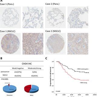 chd4 movie|CHD4 mediates proliferation and migration of non.